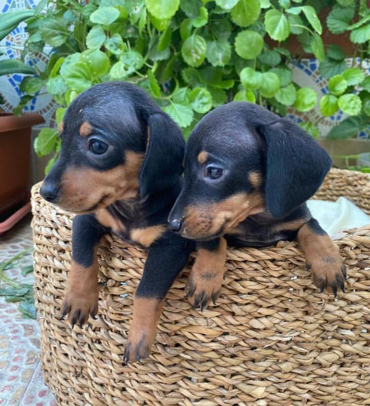 Dachshund Puppies for Sale