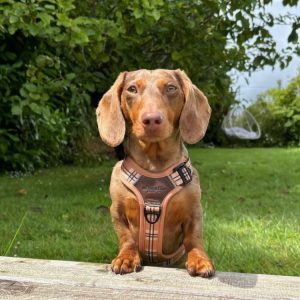 Randy Male Dachshund Puppy for Sale in Texas