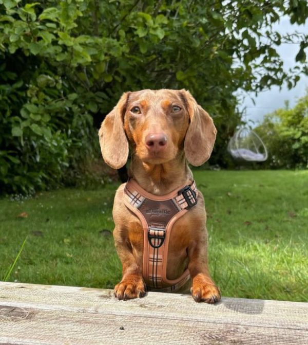 Randy Male Dachshund Puppy for Sale in Texas