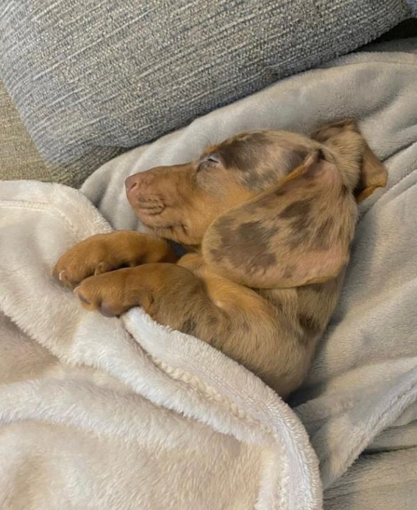 Randy Male Dachshund Puppy for Sale in Texas