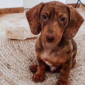 Britney Female Dachshund Puppy for Sale in Oklahoma