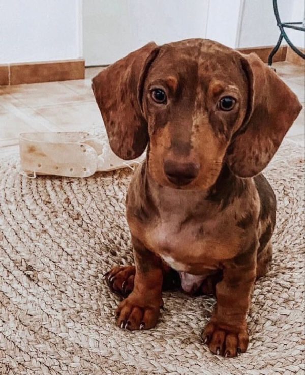 Britney Female Dachshund Puppy for Sale in Oklahoma