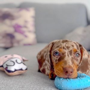 Lulu Female Dachshund Puppy for sale in Florida