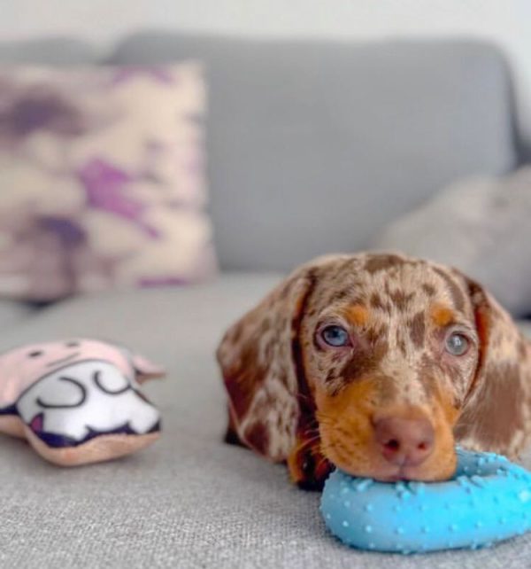 Lulu Female Dachshund Puppy for sale in Florida