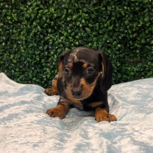 Luna Female Dachshund Puppy For Sale Alabama