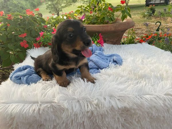 Maximus Dachshund Puppy for Sale los Angeles