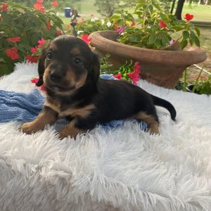 Maximus Dachshund Puppy for Sale los Angeles