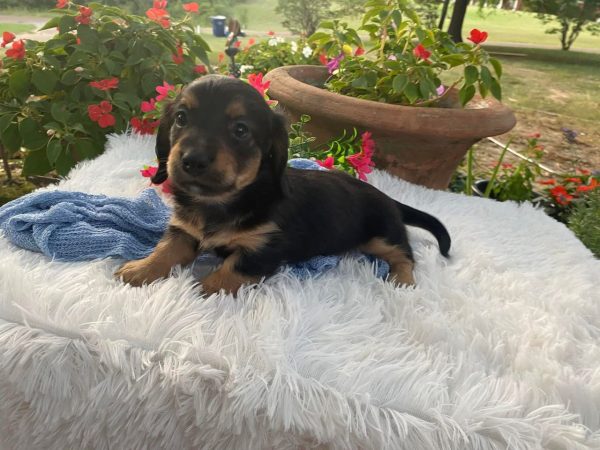 Maximus Dachshund Puppy for Sale los Angeles