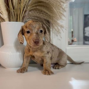 Oliver Male Dachshund Puppy for Sale in Kentucky