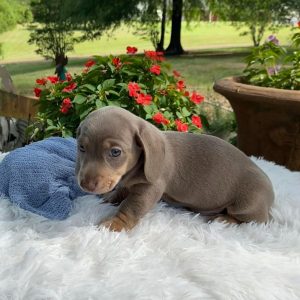 Rosie Female Dachshund Puppy for Sale in Arizona