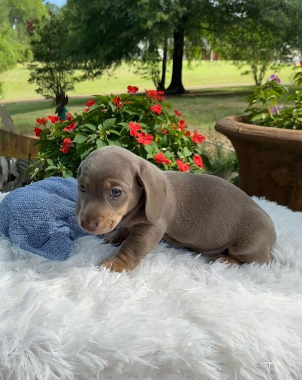 Rosie Female Dachshund Puppy for Sale in Arizona